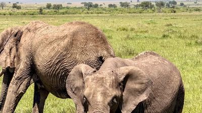 3-Day Tanzania Highlights Safari: Tarangire, Ngorongoro Crater & Lake Manyara - Image - 12004